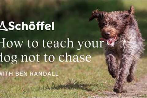 How to stop your dog chasing | Dog training tips for country life, with Ben Randall