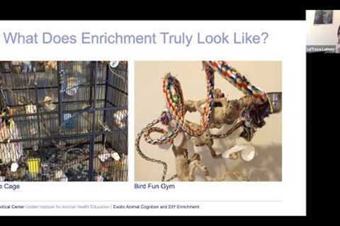 Enrichment for Exotic Pets