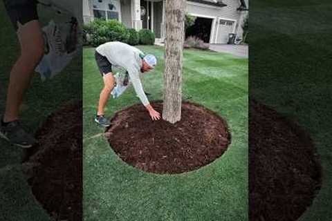 Transform your Tree Rings 🌳 #landscape #landscaping #tree #diy #projects #before #after