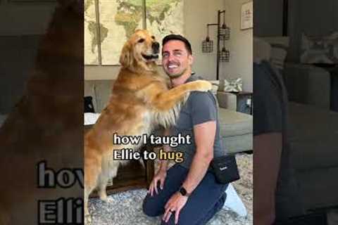 Teach your dog to hug! #goldenretriever #dog