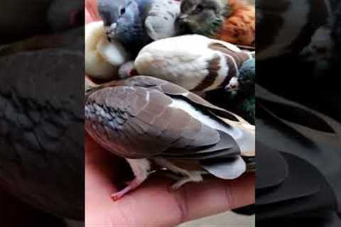 “Why Is This Hand Holding So Many Tiny Pigeons?” #pigeon