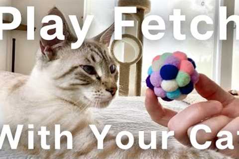 Teach your CAT to play FETCH! Simple step-by-step cat training for beginners