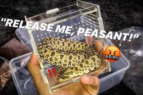 Enclosure LARGE and COMFORTABLE for SNAKES, TURTLE, HERMIT CRABS, etc. to PLAY and REST ..