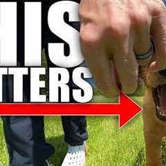 How To Teach Your Dog To Walk Like A Pro!