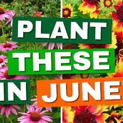 10 Perfect Perennials to Plant in June for Summer Blooms — Your Garden Will Thank You!