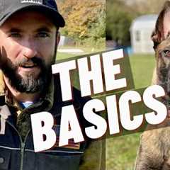 EASY OBEDIENCE TRAINING WITH MY BELGIAN MALINOIS PUPPY! HEEL/ SIT/ DOWN/ STAY!