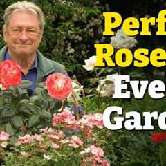 How to Choose the Perfect Rose for Your Garden | My Top 7 Tried-and-Tested Varieties