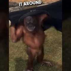 Orangutan’s are just humans who don’t pay tax 😂❤️ #shorts