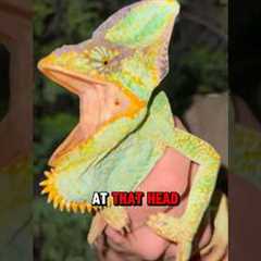 Catching Chameleons in Florida #Chameleon #reptiles