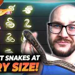 The Best Pet Snake At Every Size