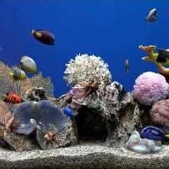 Dream Aquarium  Fish Tank | No Music | Calming Water Sounds | 5 Hours