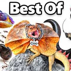 My Best Pets of 2024