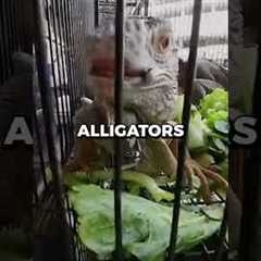 Buying $100 of ILLEGAL Animals From Bangkok Market 🦁 | #shorts #viral
