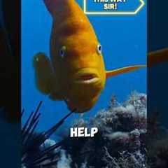 How This Tiny Fish Trains Scuba Divers! 🐠 @therealcorokinaboys