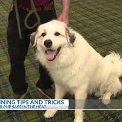 Pet training tips and tricks