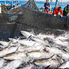 Why Harvesting 5 Tons of Bluefin Tuna in 72 Hours Can Pay $2 Million | Fishing Documentary