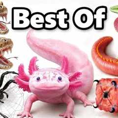My Best Pets of 2025 (so far)