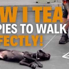 How To Train Your Puppy To WALK PERFECTLY On a Leash