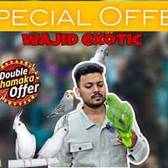 Biggest Offer on Birds and accessories (Wajid Exotic) | only Exotic birds!