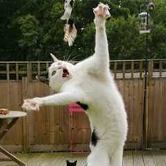 These CATS are ridiculously silly! 😂 Funniest Cat Videos 2025