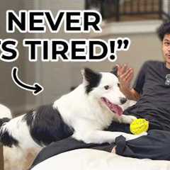 3 Mistakes People Make With High-Energy Dogs
