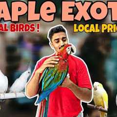 Maple Exotic| Luxury Birds Ab Budget Mein! 🤑| Macaw, Amazon, Cockatoo Sab Hai!