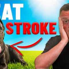 WARNING: 3 Deadly Signs of Heat Stroke Every Dog Owner Must Know