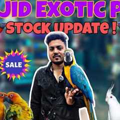 Wajid Exotic Stock Update| Exotis birds Budget Mai|