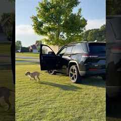 Teddy teaches the puppy to drive…😅