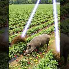 Drone vs Wild Hog! Smart Tech Saves Crops in Action