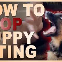 How to Easily Teach Your Puppy To STOP Biting You.
