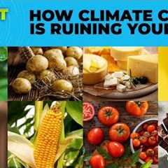 Beer, Sushi, Cheese: How Climate Crisis Is Ruining Your Favourite Food | Planet Pulse | N18G