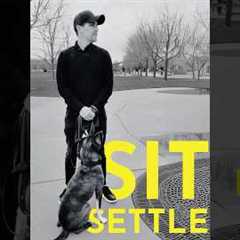 How to teach your dog to sit settle  #dogcoach #puppytraining #puppy