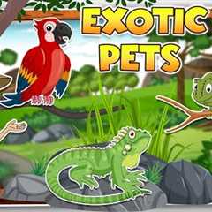 Types of Exotic Pets | Pet for kids | Learning for kids | Puntoon Classroom