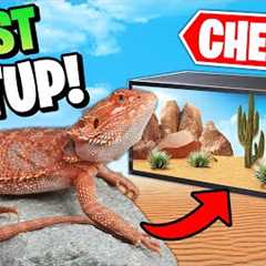 Best Bearded Dragon Setup on a Budget!