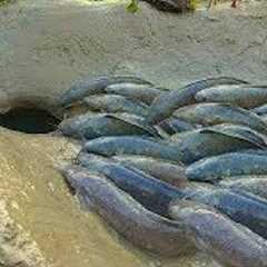 Survival Skills Smart Idea And Useful Build Fish Trap In forest, Amazing Fish Trap