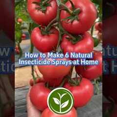 🛡️ 6 POWERFUL Homemade Insecticides (Beat Pests WITHOUT Chemicals!) | DIY Natural Pest Control