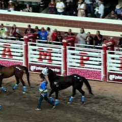 Bareback Relay Horse Racing at the 2025 Calgary Stampede 2025-07-11 (Race 1)