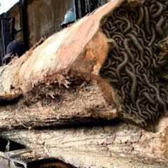 Teak Wood Infested with Venomous Snakes in a Sawmill