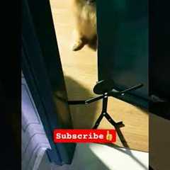 The Best Reaction: Dog Scared of Boo #dog #pets #animals #animalshorts #cutepets #cutedogs #scary
