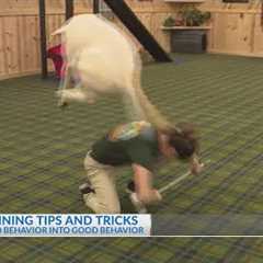 Dog training tips and tricks