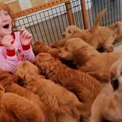 9 PUPPY SURPRiSE for Adley & Niko!! Hiding pet puppies inside our house! Spacestation Arcade..