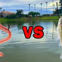 WORMS VS MINNOWS - What Bait Catches More Fish?
