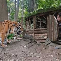 Build shelters, avoid wild animal attacks, wild boar trapping skills, survival alone