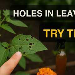 Gardeners’ Secret Weapons: 5 Natural Ways to Fight Pests (No Chemicals!)
