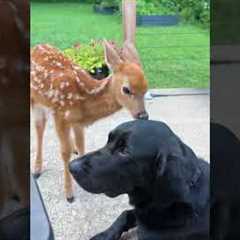 Friendship knows no species.❤️🥹#animals #love #friendship #unlikelyfriends #foryou #fyp