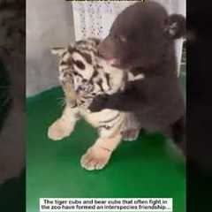 Interspecies Friendships That Will Melt Your Heart ❤️ | Unlikely Animal Besties