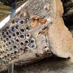 Woodworking Surprise!! Giant Snake Found Inside Rotten Teak Wood at Sawmill