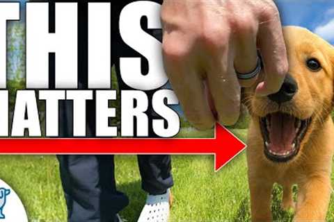 How To Teach Your Dog To Walk Like A Pro!