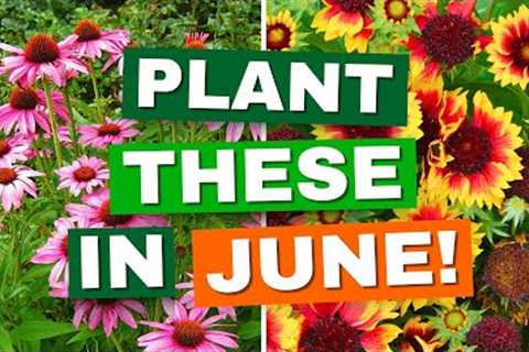 10 Perfect Perennials to Plant in June for Summer Blooms — Your Garden Will Thank You!